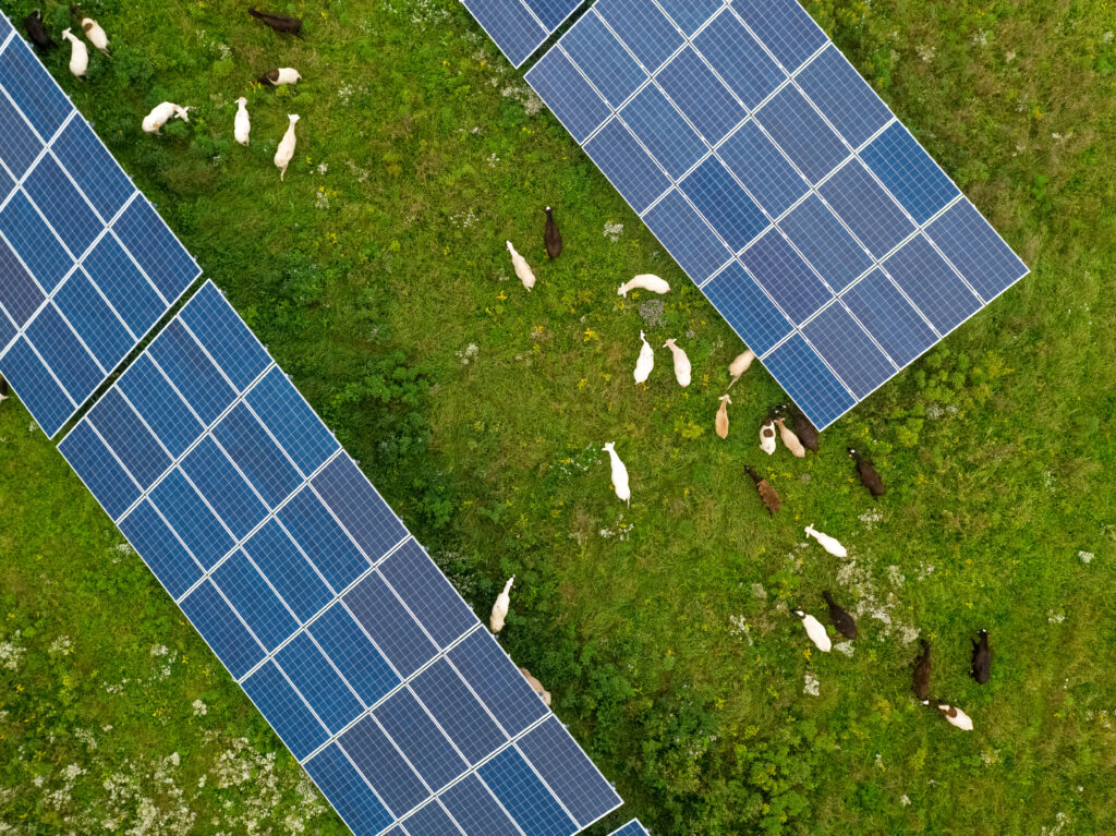a solar field with goats surrounding it.
