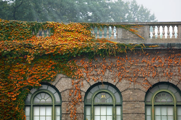 Facade and roof of Warren Hall covered in foliage.