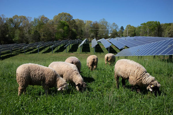 Sheep in a field with solar panels.