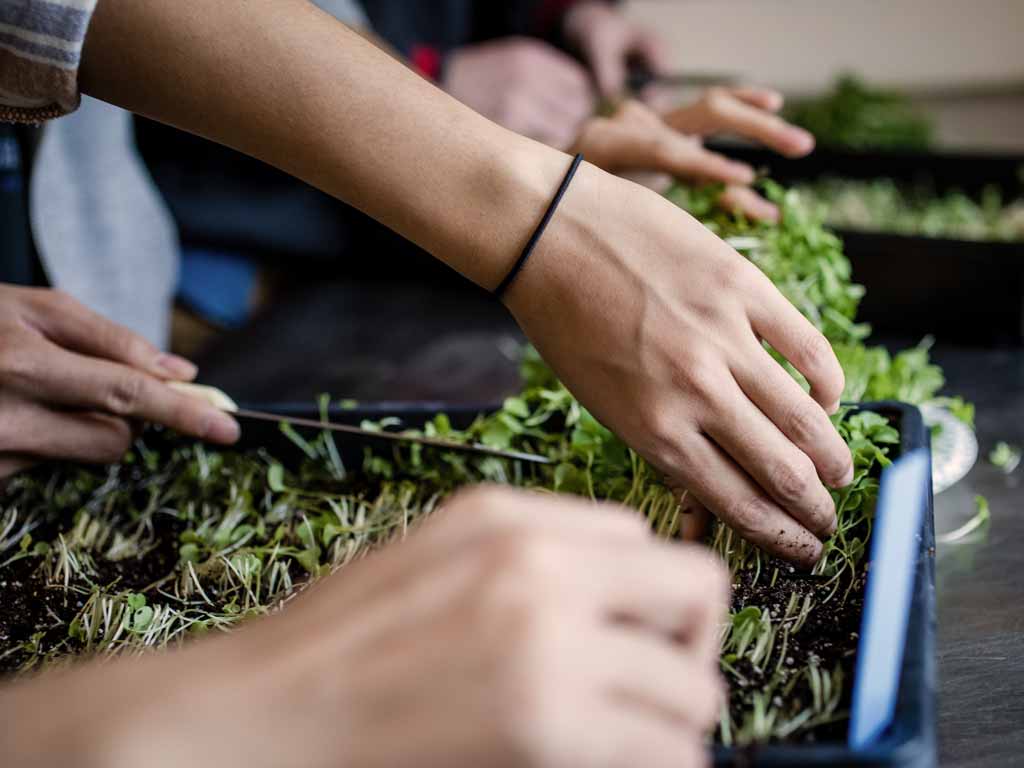 Hands trimming greenery in a container on a table.