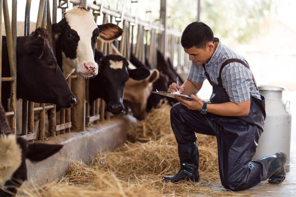 A man kneeling in front of a cow writing on a clipboard.