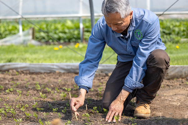 Fred Lee checks the growth of carrots in one of the 18 greenhouses at Sang Lee Farms in Peconic, Long Island.