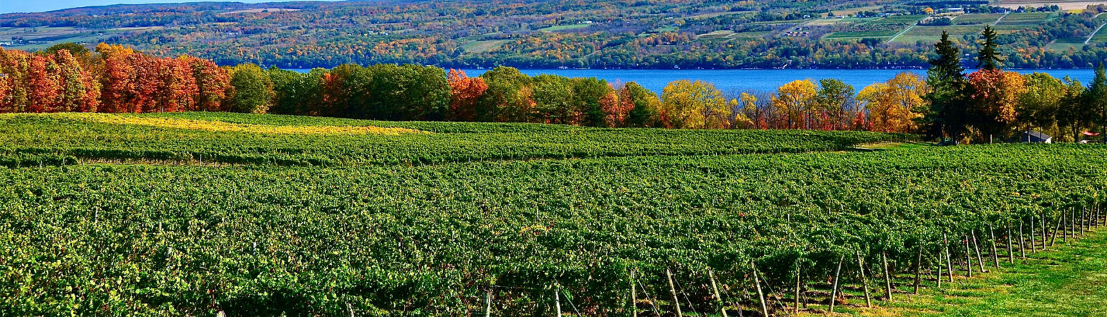 Fall foliage and a vineyard of grapevines.