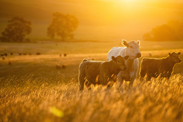 Cattle stand in a field of wheat in a golden sunset.