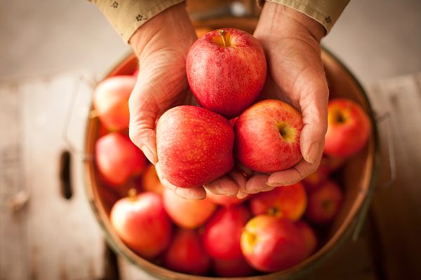 Photo of hands holding apples above a bushel basket.