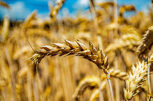 Close up of golden wheat field in bavaria